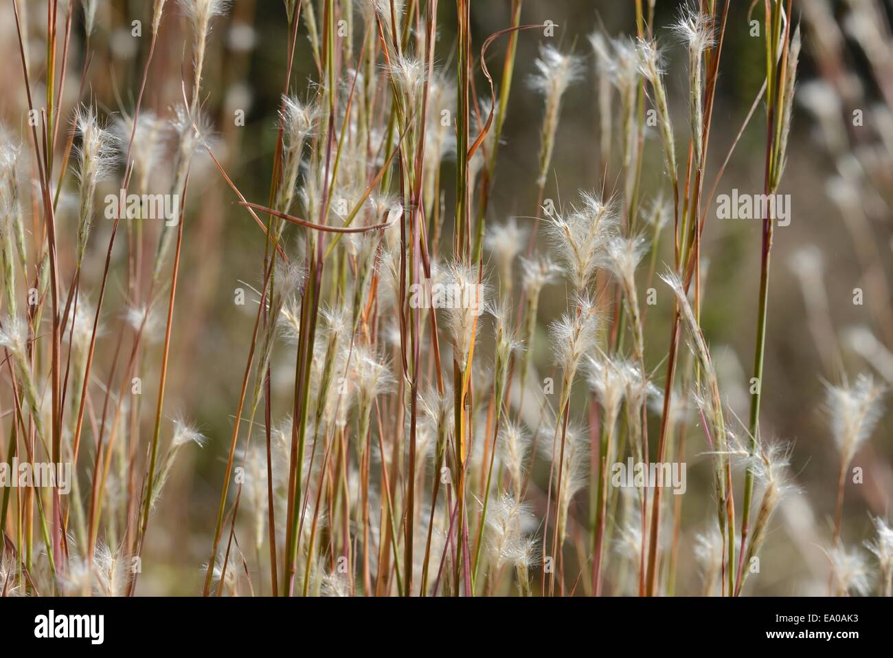 Prairie Grass, Splitbeard bluestem Stock Photo