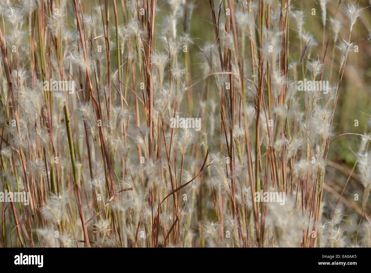 Prairie Grass, Splitbeard bluestem Stock Photo