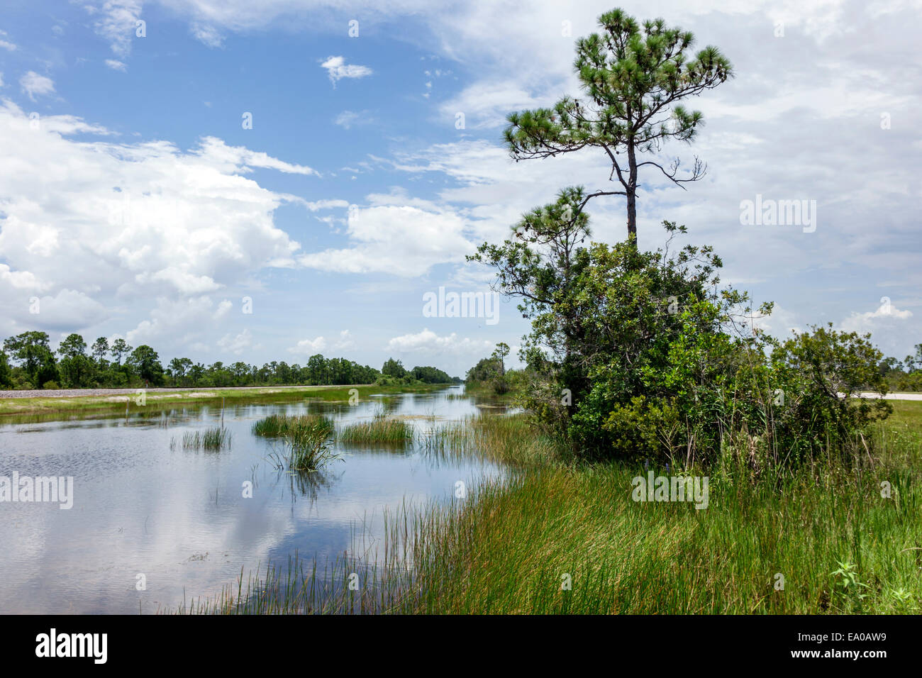 Florida Jupiter,Loxahatchee Slough Natural Area,water,wet prairie,pine tree,nature,natural,scenery,FL140803004 Stock Photo