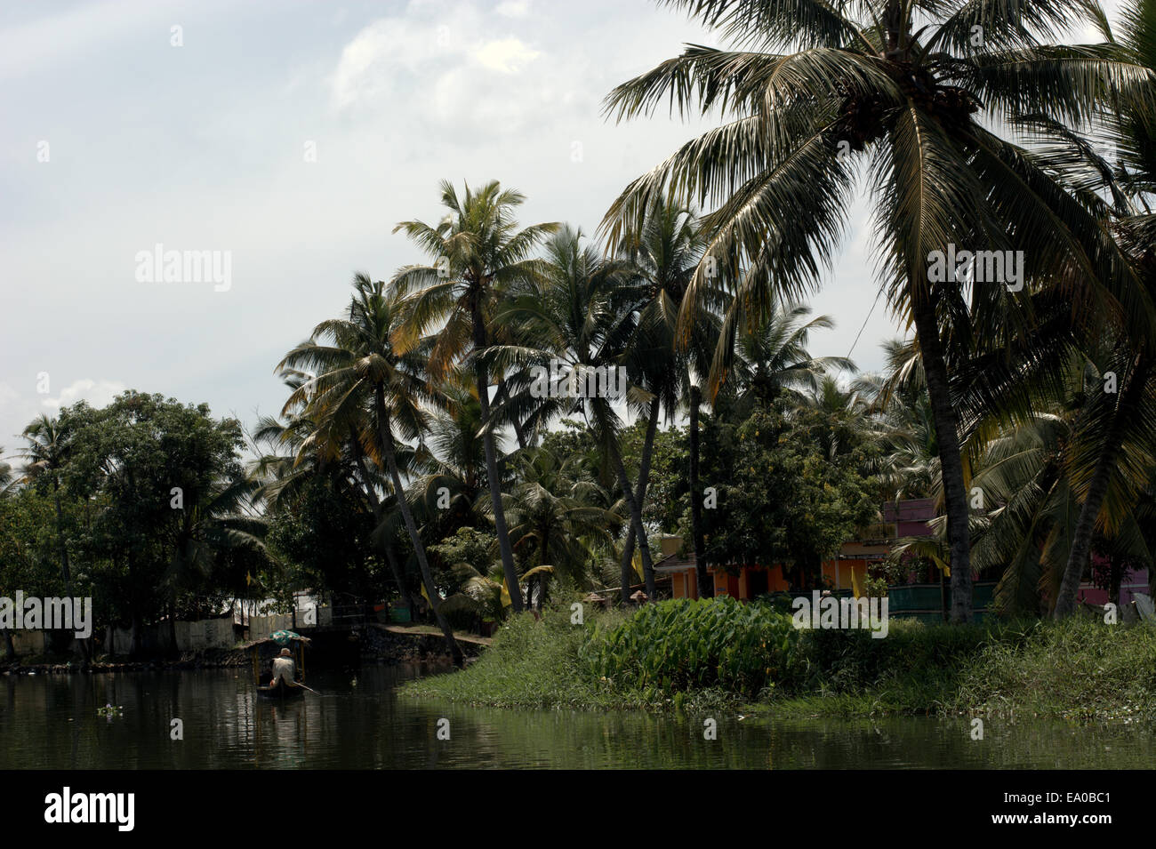 The backwaters of Allepey, Kerala, India, South Asia. Stock Photo