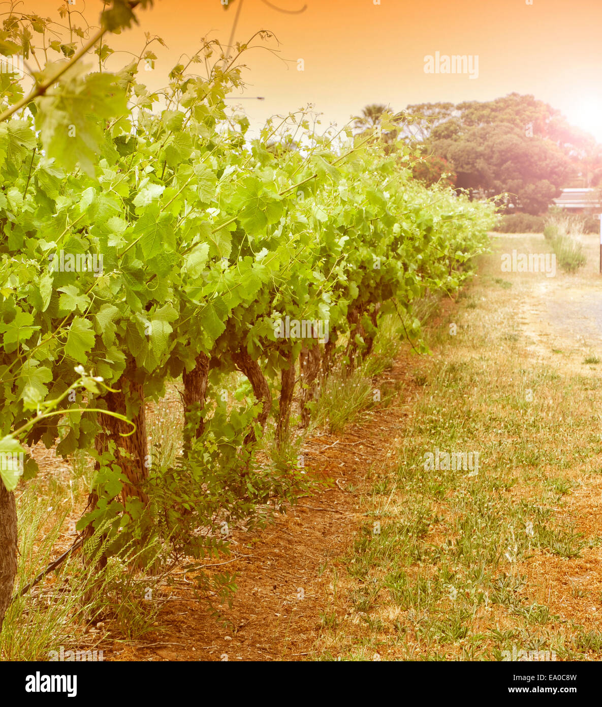 Prime grape hi-res stock photography and images - Page 2 - Alamy