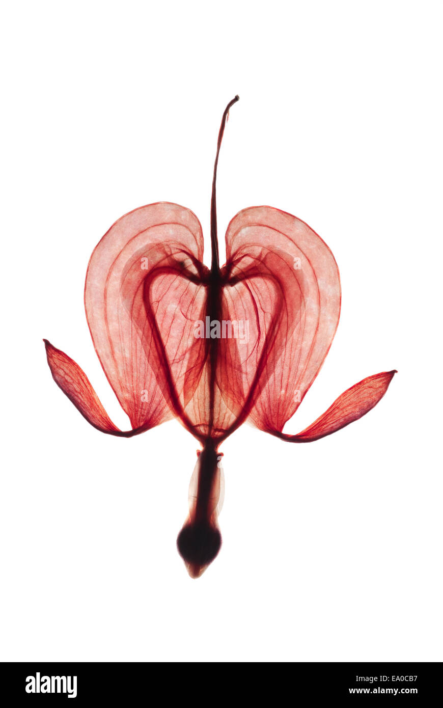 Dried pressed Bleeding Heart flower isolated on white background Stock Photo Alamy