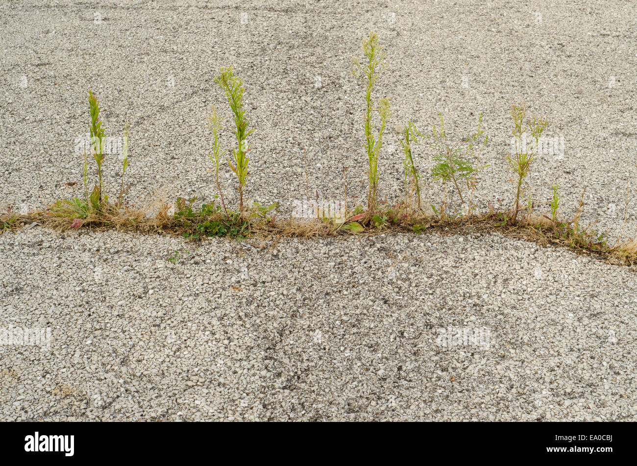 Weeds break through cracks in asphalt road Stock Photo