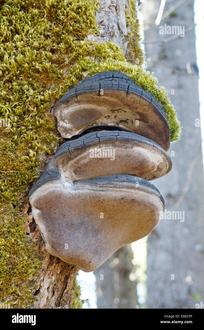 Phellinus igniarius fungus and green moss growing on a dead tree trunk Stock Photo