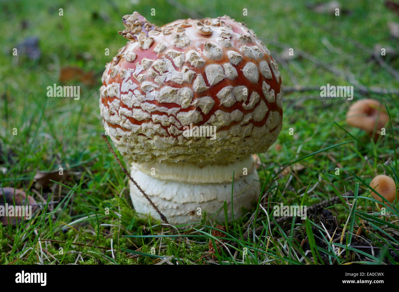 Amanita Muscaria (bulb stage) or fly agaric mushroom growing in green grass Stock Photo