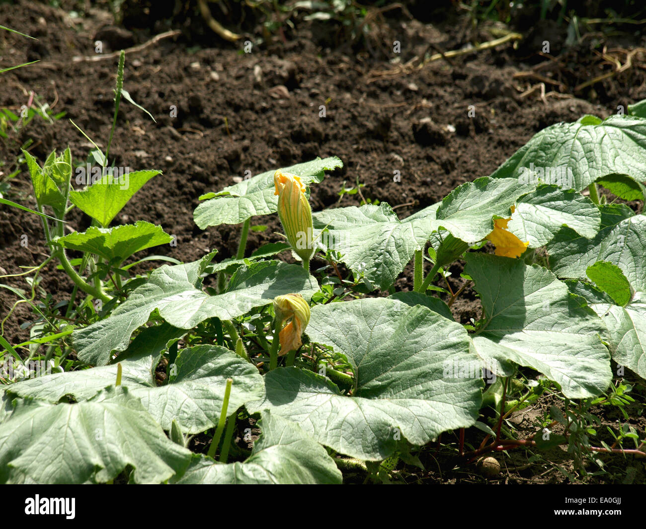 Pumpkin with yellow flowers growing in the field Stock Photo - Alamy