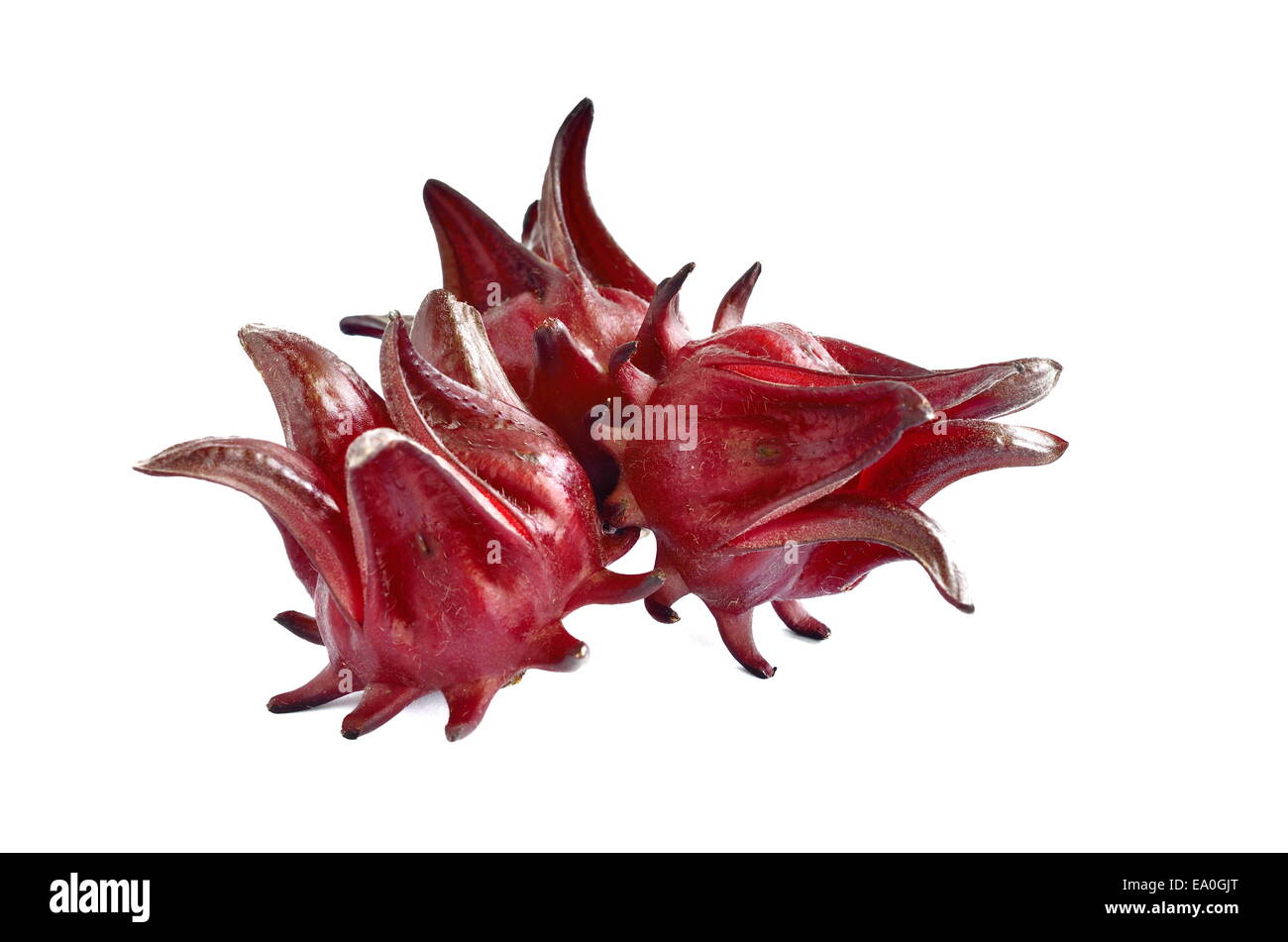 Roselle Plant High Resolution Stock Photography and Images Alamy