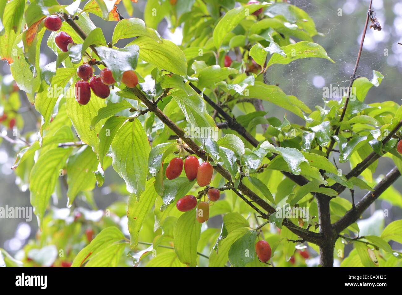 Cornelian cherry (Cornus mas) in fruit in summer Stock Photo