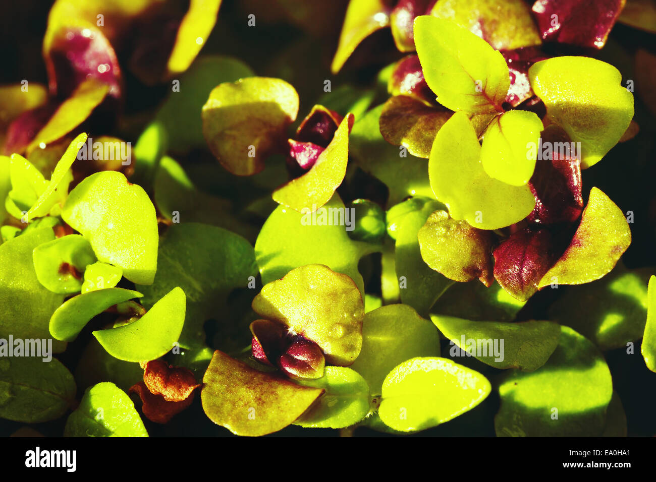 Young basil leaves close up Stock Photo Alamy