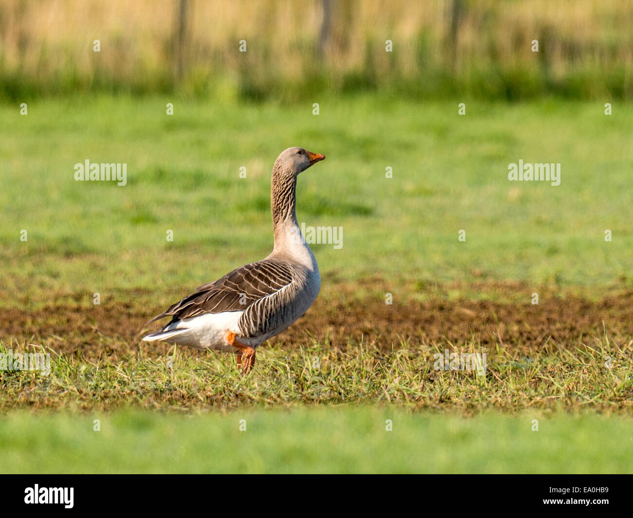 Greylag Goose [Anser anser] walking across open green grass field. Stock Photo