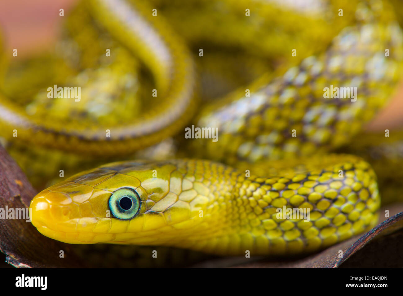 Indian trinket snake hi-res stock photography and images - Alamy