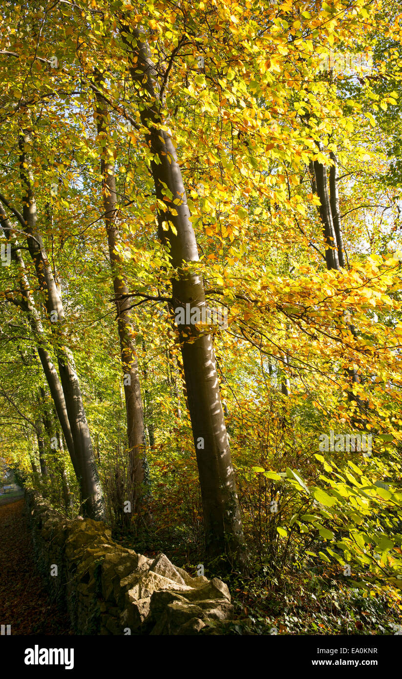 Beech tree in stone wall hires stock photography and images Alamy