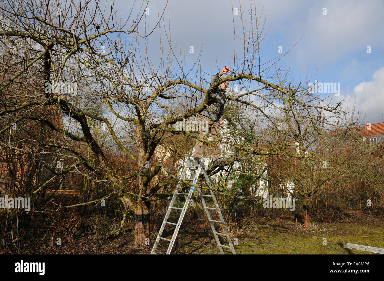 Apple tree pruning Stock Photo Alamy