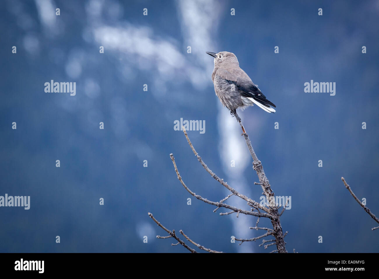 Nutcracker bird hires stock photography and images Alamy