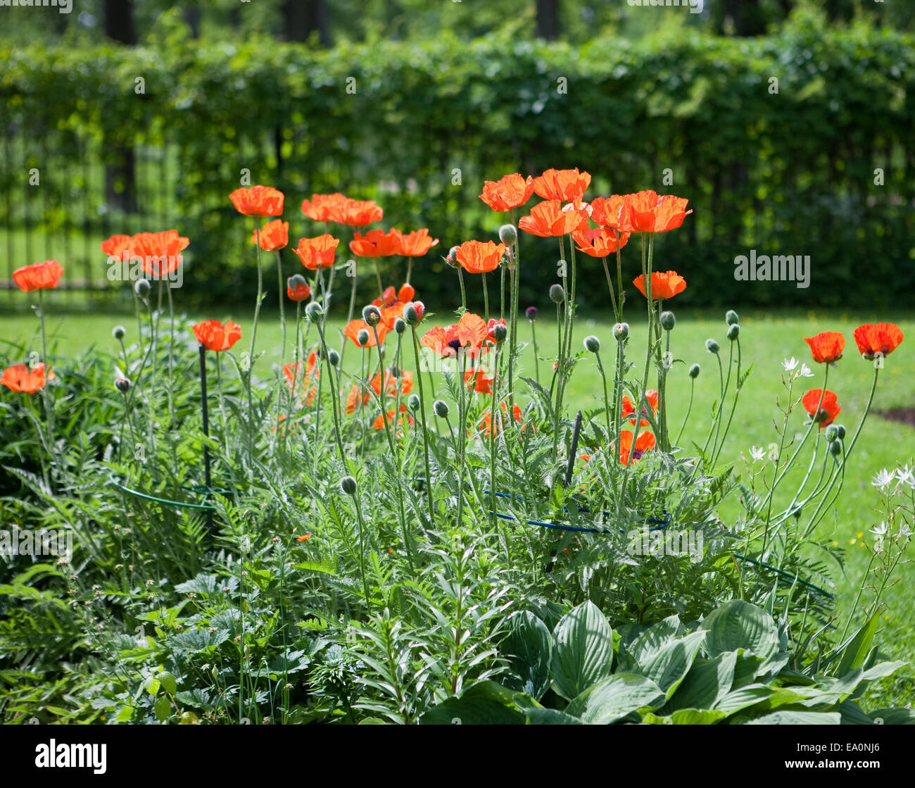 Poppies flower bed hi-res stock photography and images - Alamy