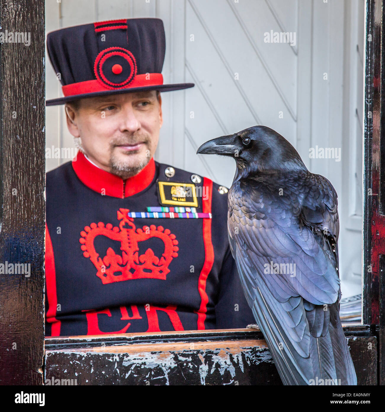 Raven sat watching a Yeoman Warder at The Tower of London, London, England, Europe. Stock Photo