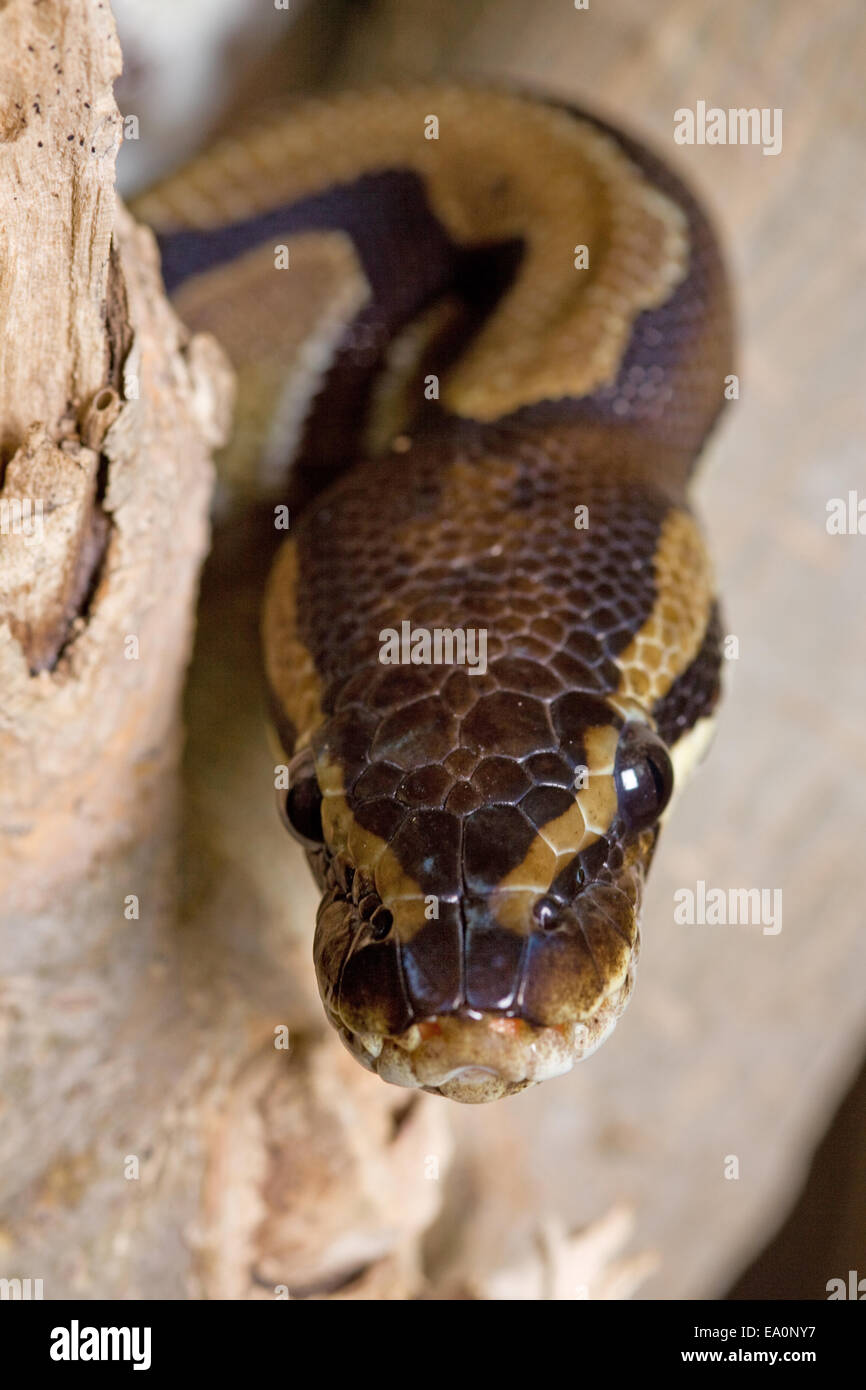Python from the front Stock Photo - Alamy