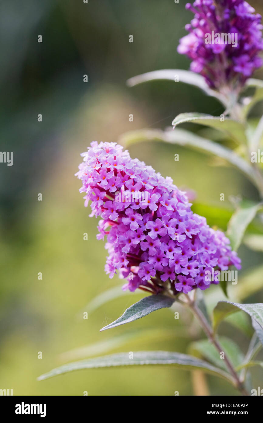 Buddleja Davidii Stock Photos Buddleja Davidii Stock Images Alamy