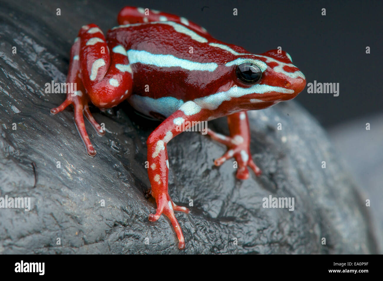 Striped dart frog / Epidobates anthonyi Stock Photo