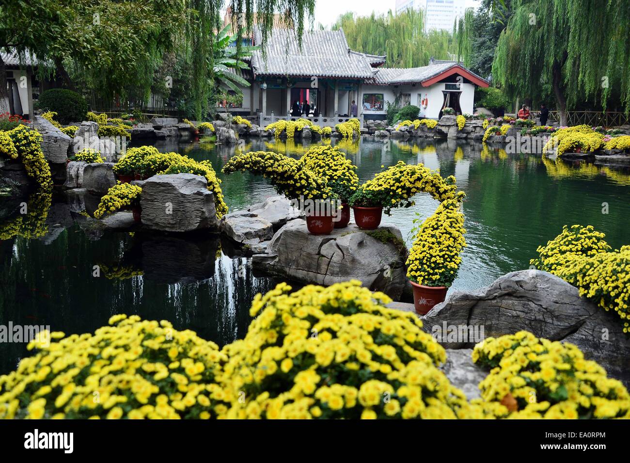 Chrysanthemum blooming china hi-res stock photography and images - Alamy