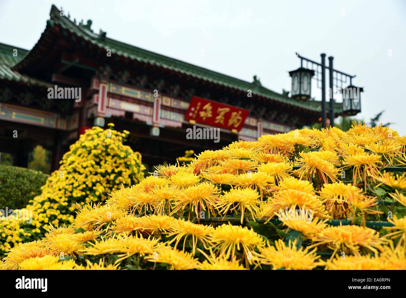 Jinan, China. 5th Nov, 2014. Photo taken on Nov. 5, 2014 shows blooming