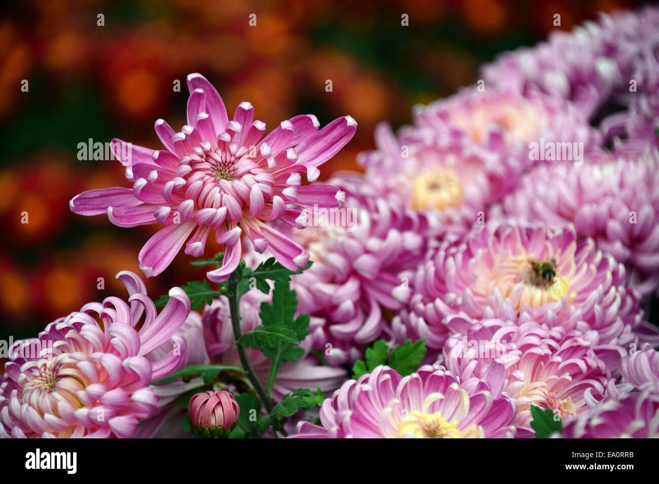 Chrysanthemum show off hi-res stock photography and images - Alamy
