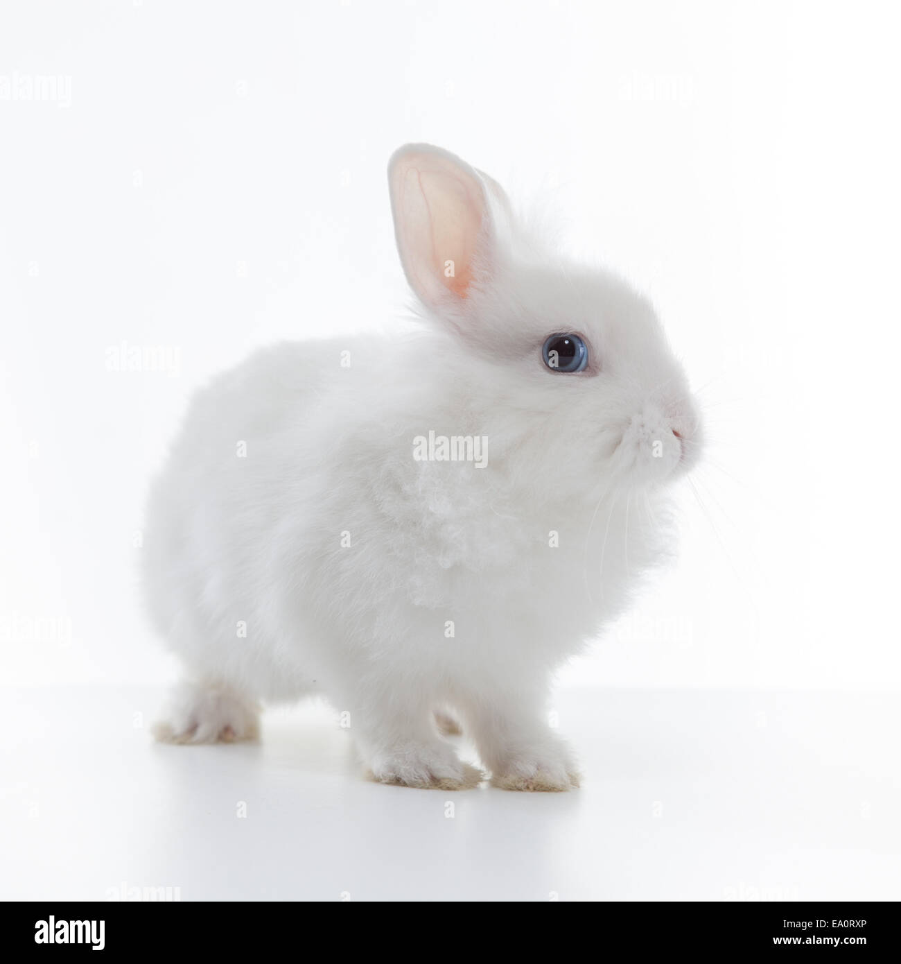 White rabbit isolated on white background Stock Photo