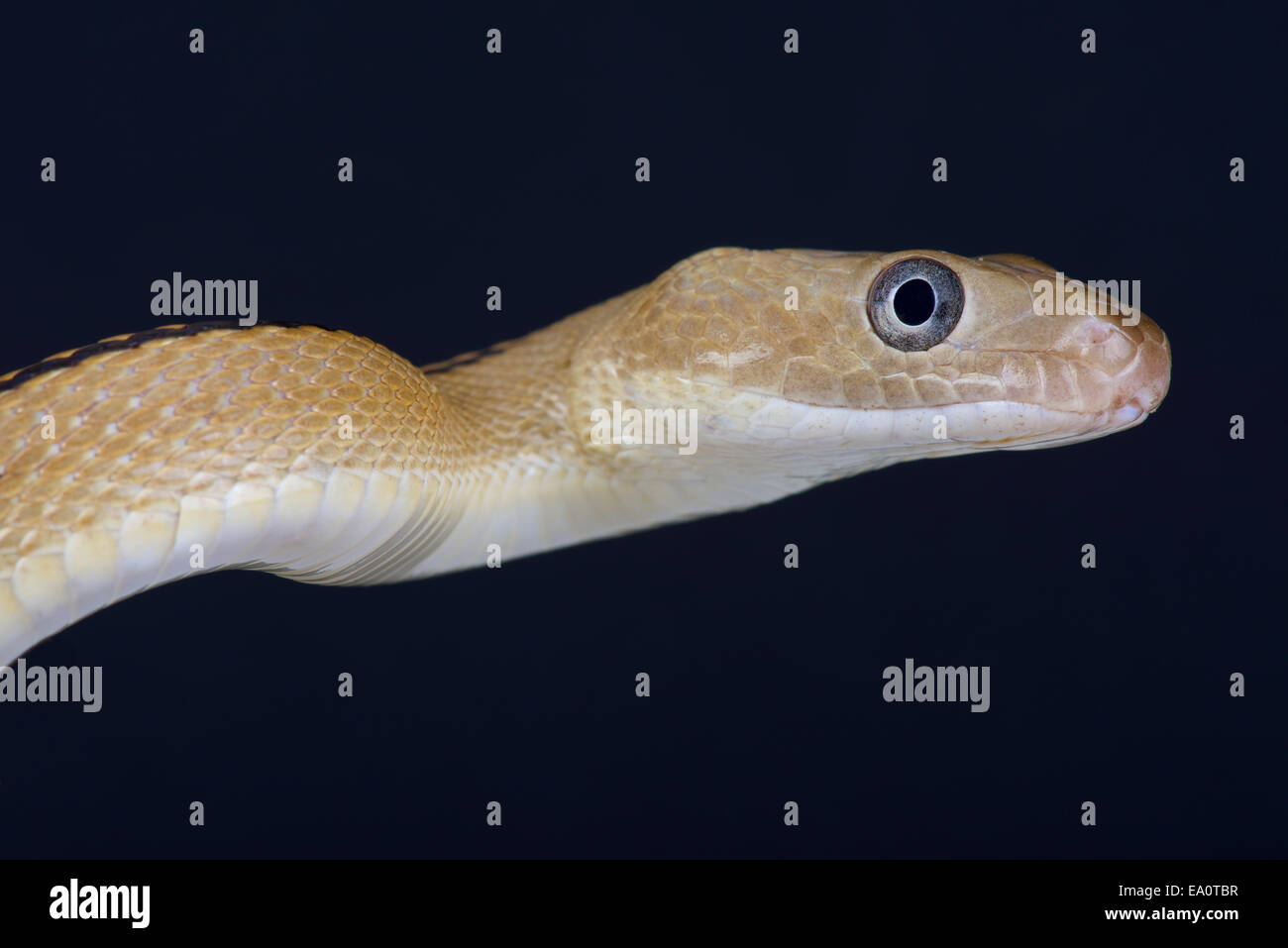 Trans-Pecos rat snake / Bogertophis subocularis Stock Photo