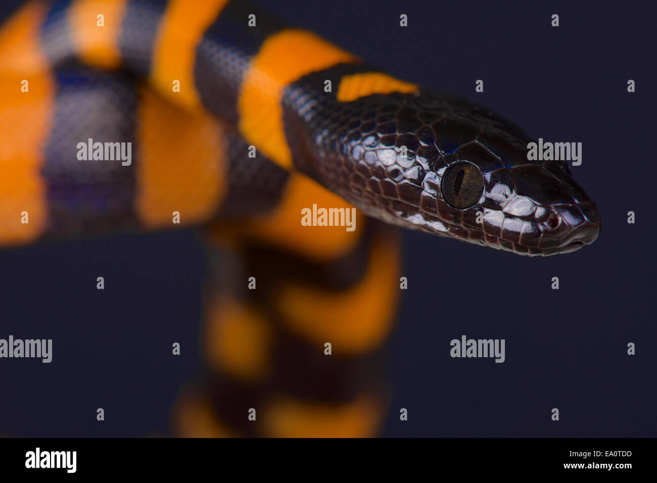 Bismarck ringed python / Bothrochilus boa Stock Photo