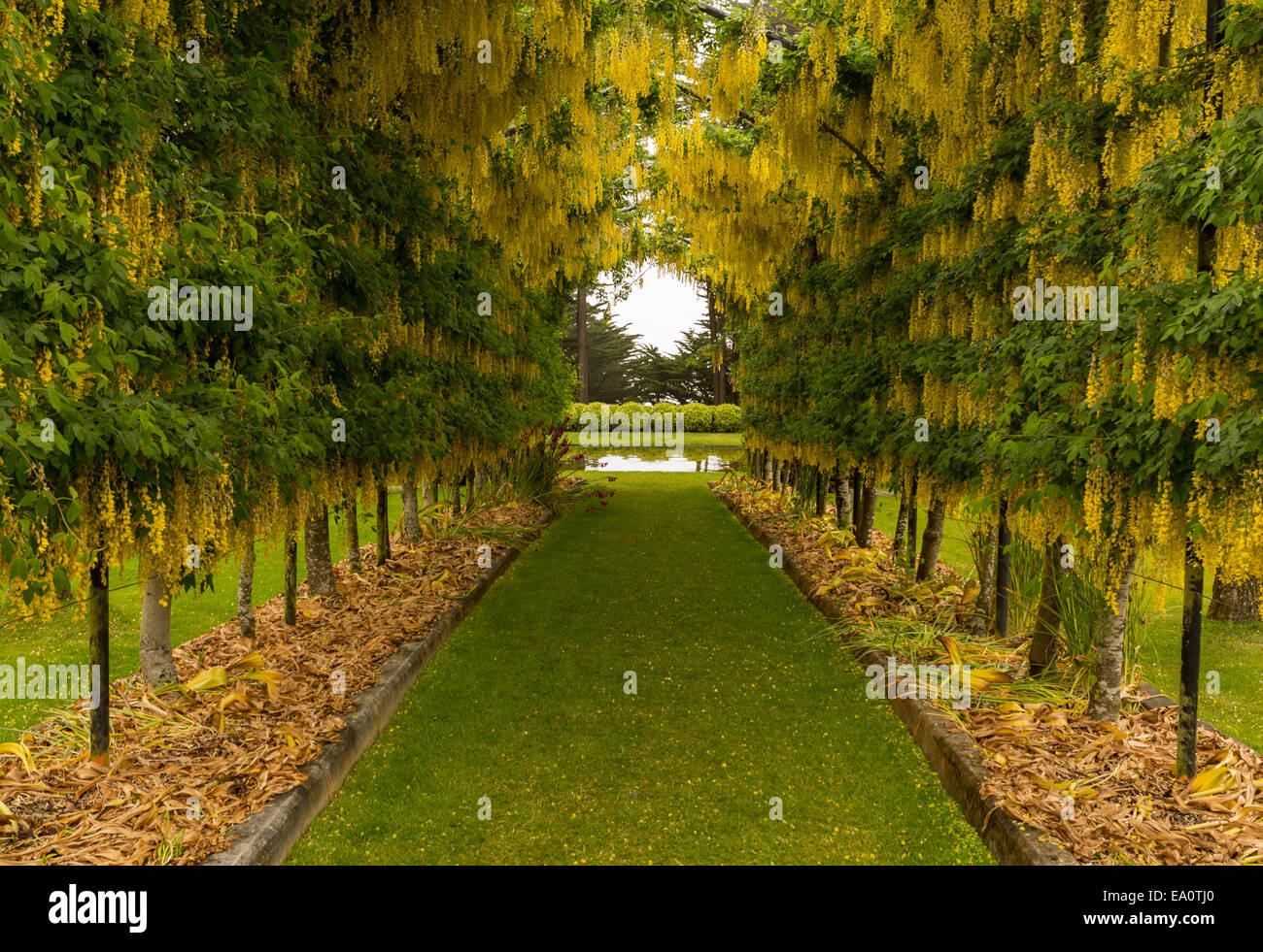 Laburnum Arch in full bloom over grass path Stock Photo