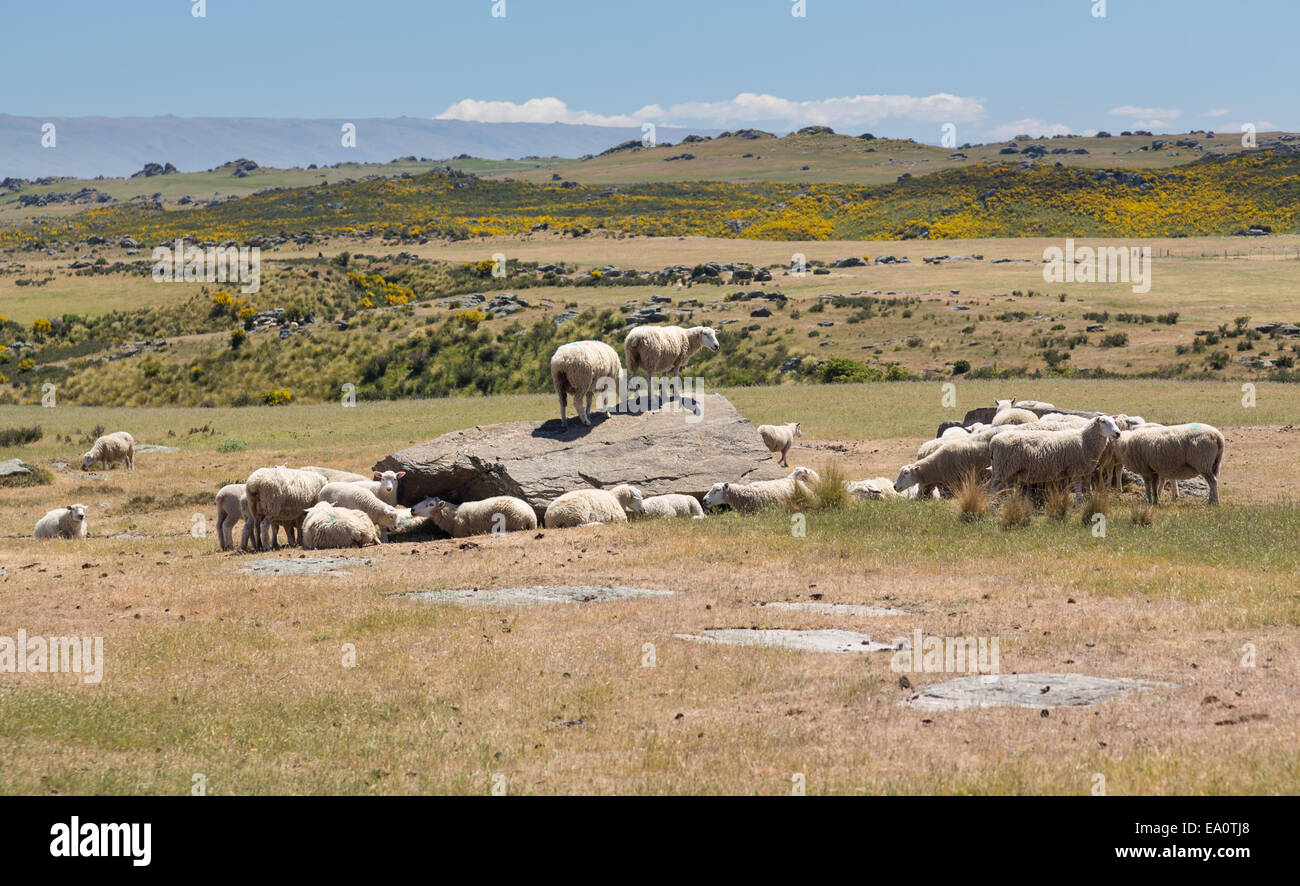 Sheep grazing on rocky land in New Zealand Stock Photo