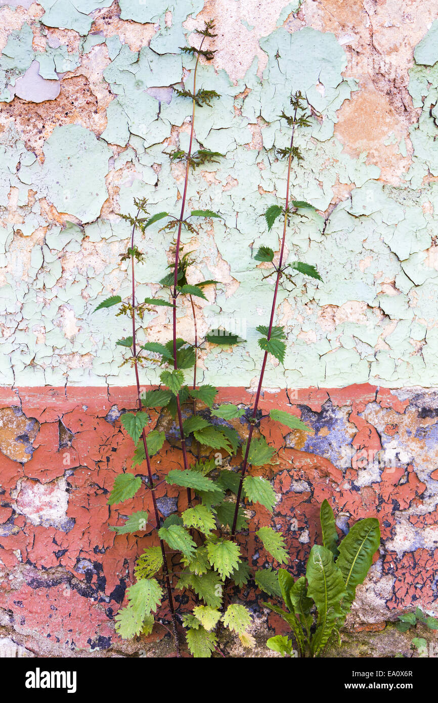 weed in front of wall Stock Photo