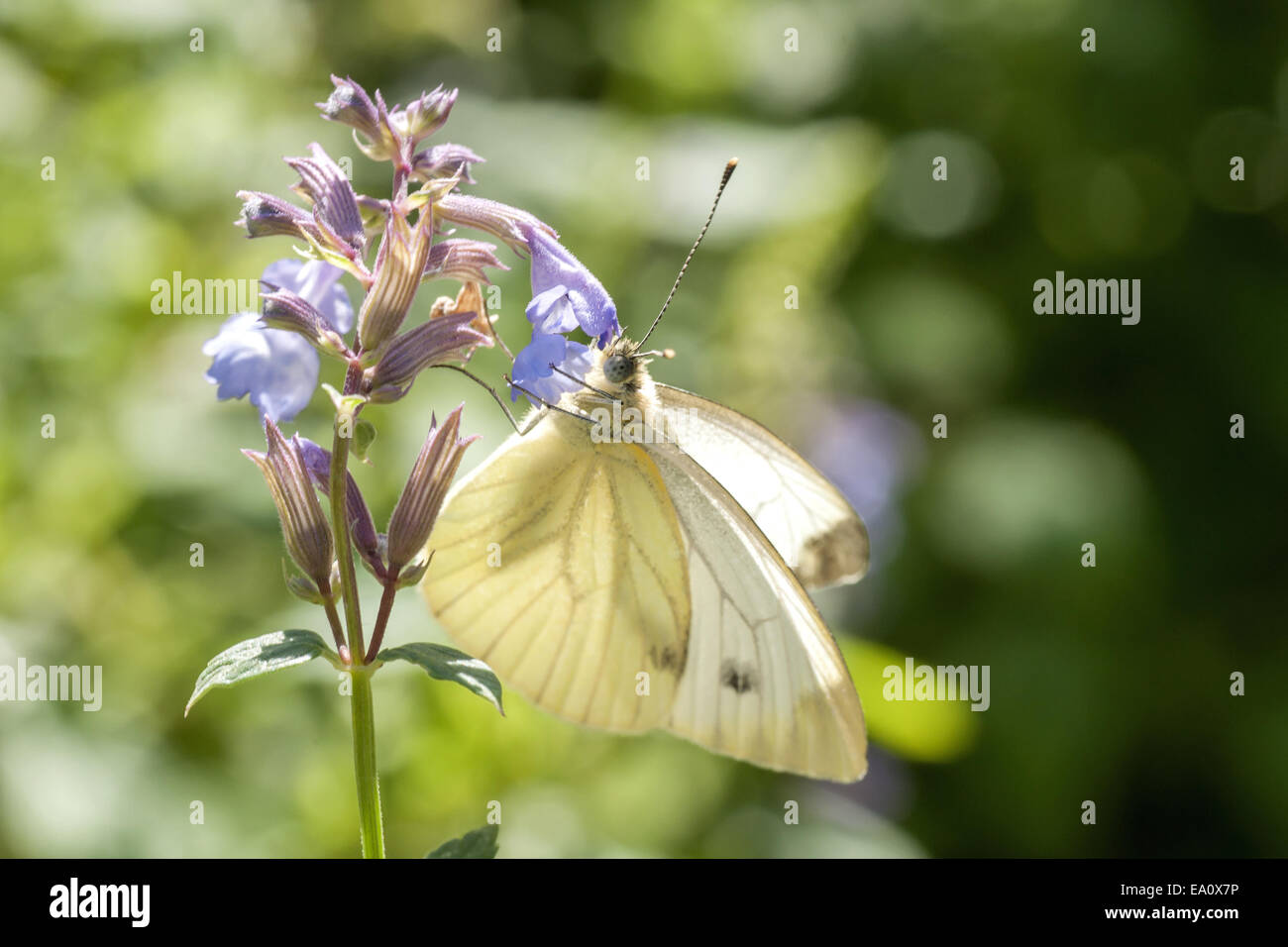Cabbage butterfly (Pieris rapae) Stock Photo