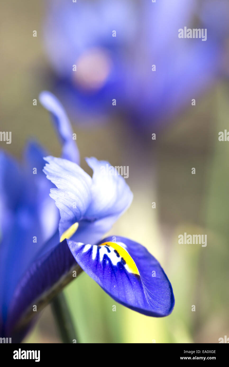Blue Iris (Iris reticulata Stock Photo Alamy