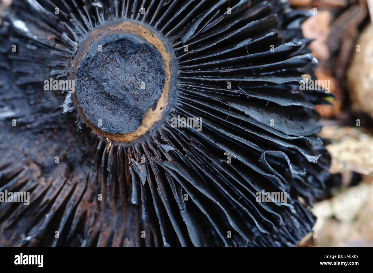 Mushrooms with black gills