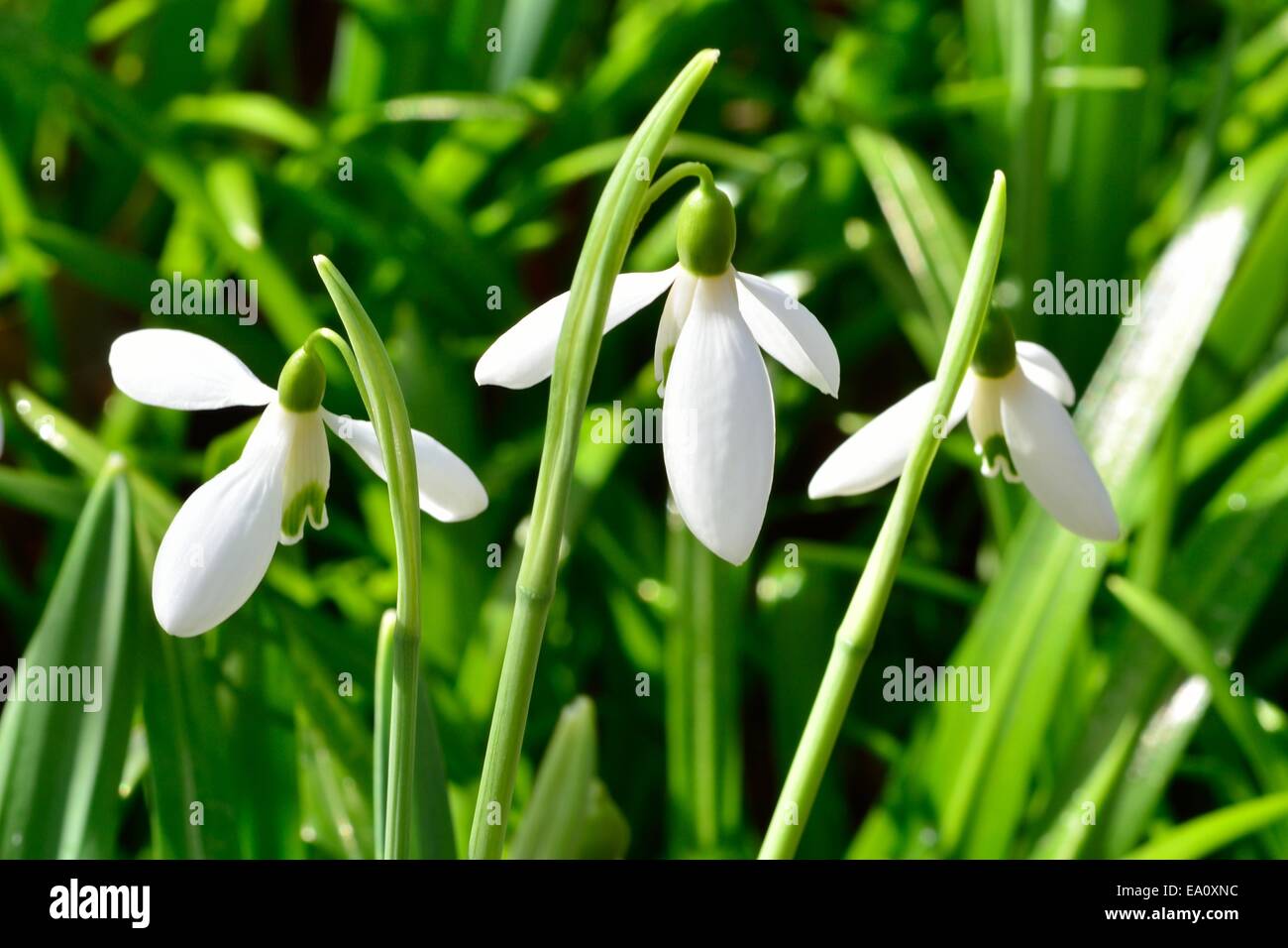 Snowdrops Class group of snowdrops Stock Photo - Alamy