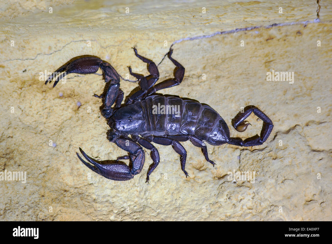 South African rock scorpion (flat rock scorpion) (Hadogenes troglodytes), North West province, South Africa Stock Photo