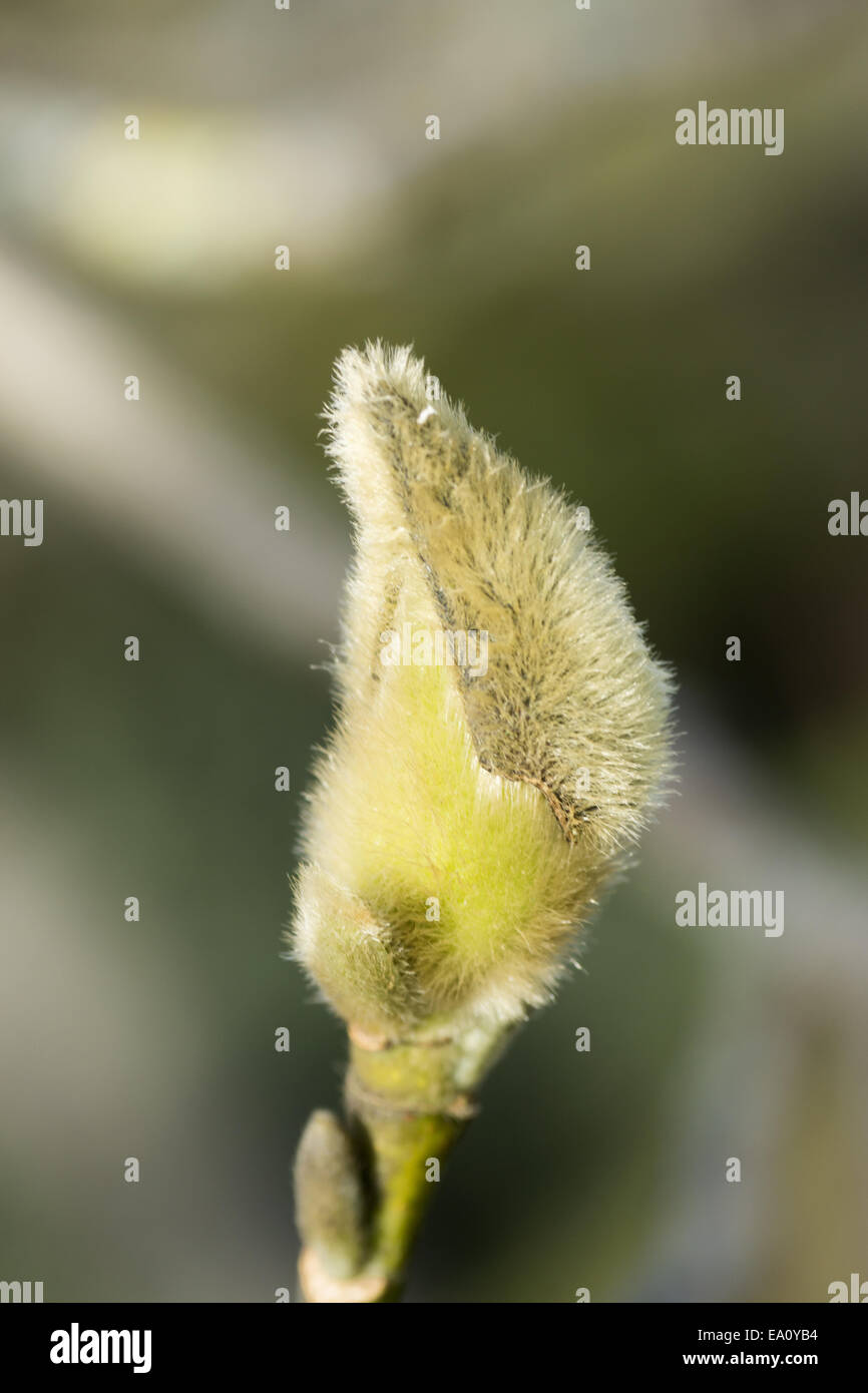 Magnolia and bud hi-res stock photography and images - Alamy