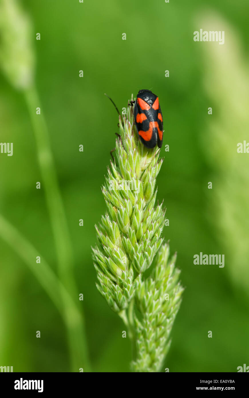 Black and red bug. Stock Photo