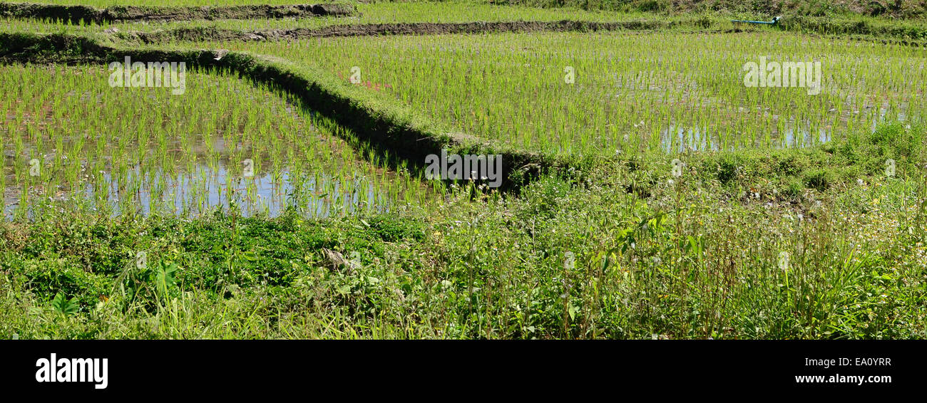 Field if rice hi-res stock photography and images - Alamy