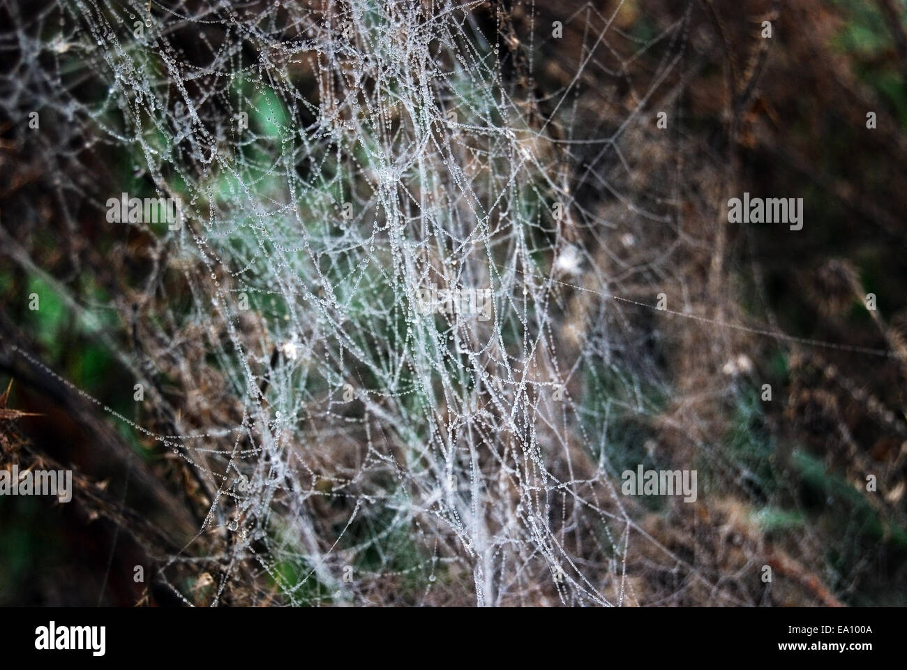 A spider's web as chaos and confusion Stock Photo