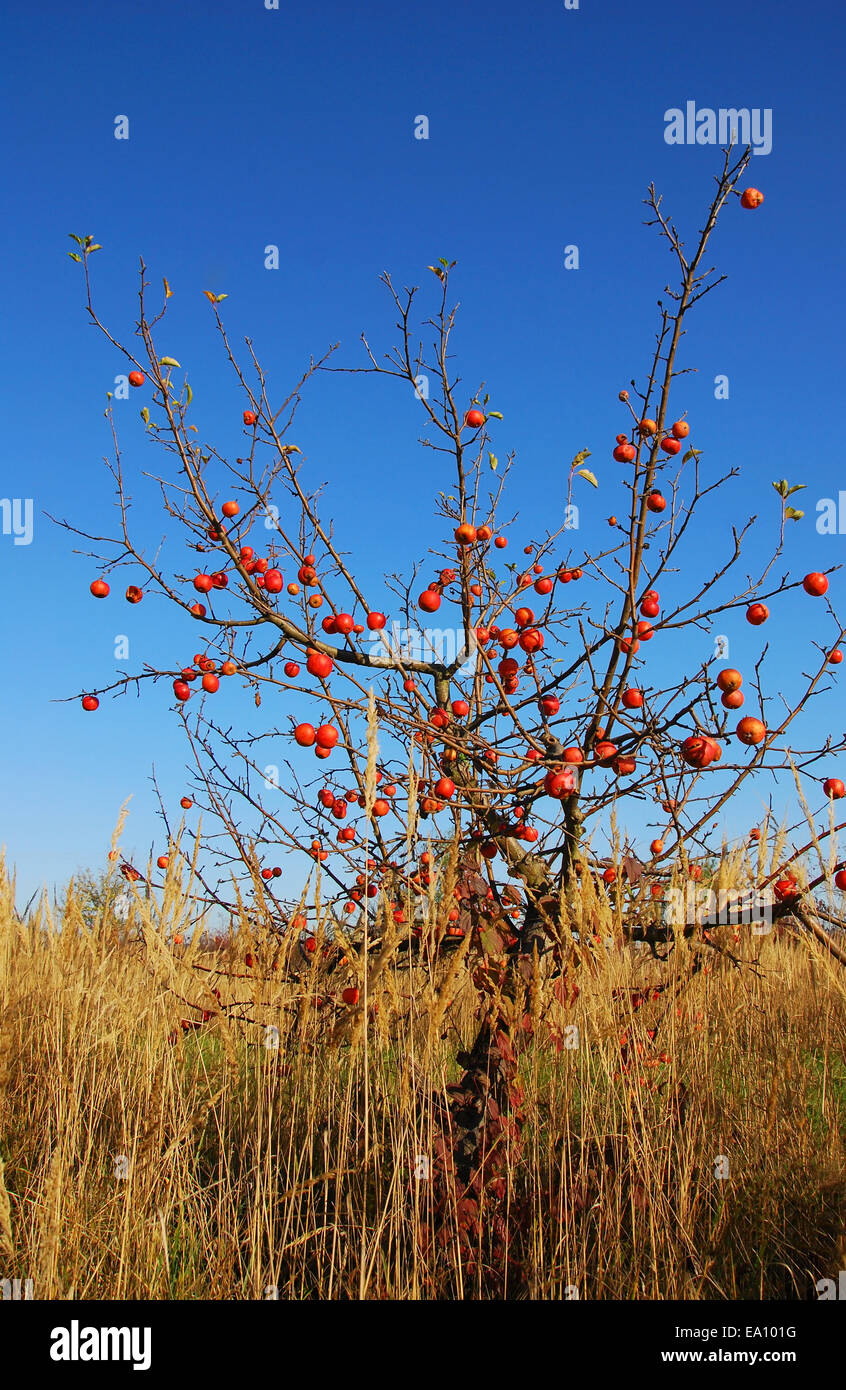 Apple tree with red apples in tall grass Stock Photo