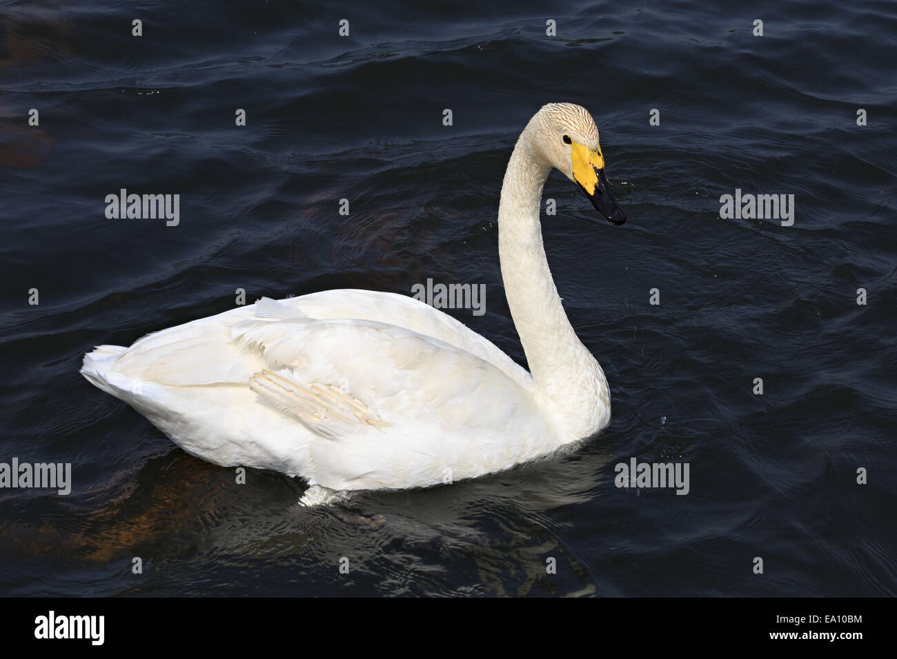 Beautiful white swan swims in a pond Stock Photo - Alamy