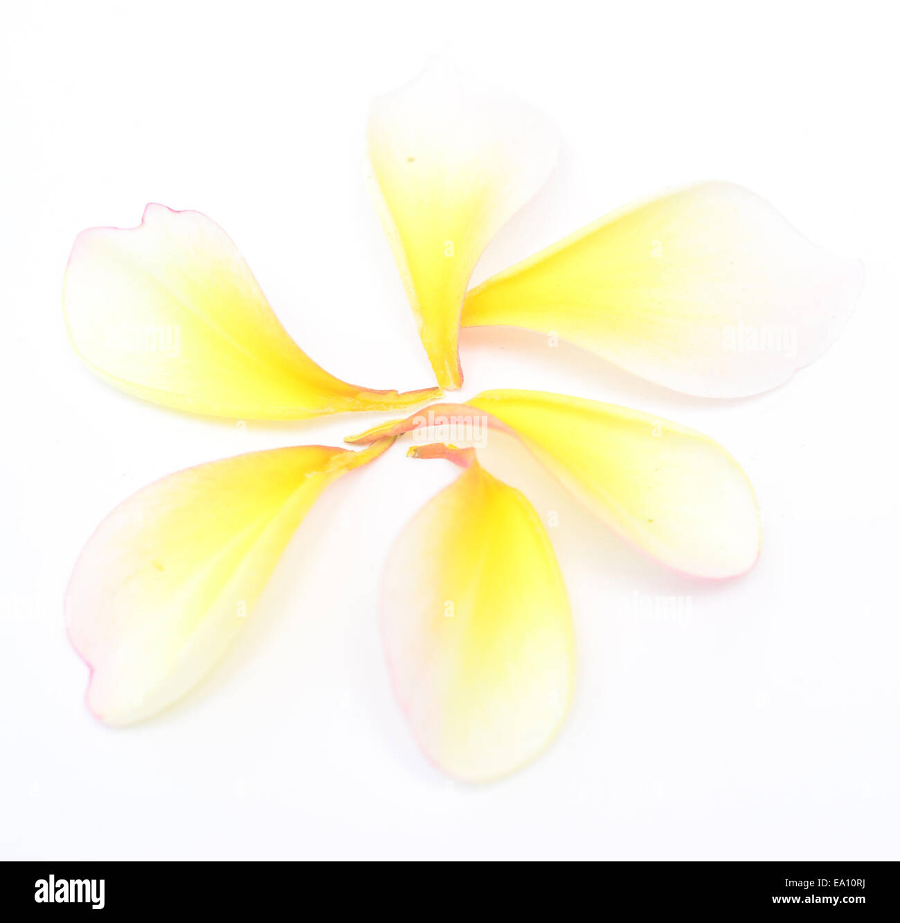 Backdrop of petals hi-res stock photography and images - Alamy
