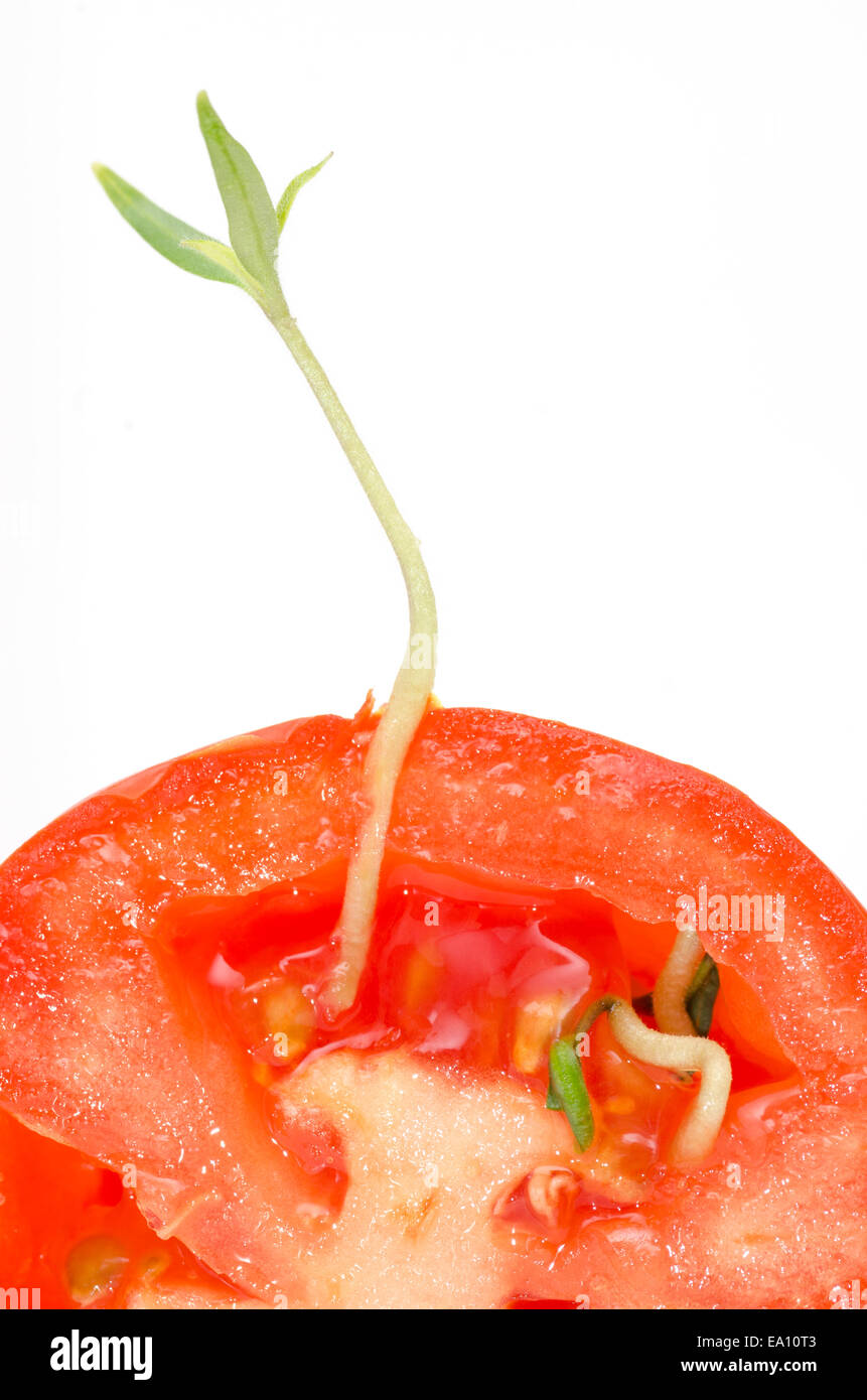 A tomato seed has germinated whilst still in the fruit. Stock Photo