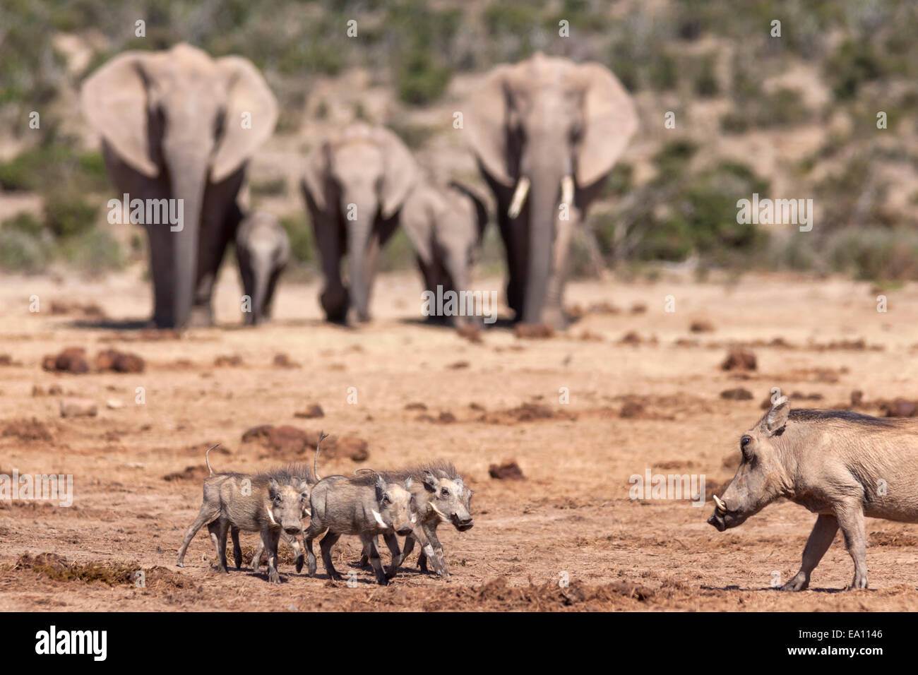 African elephants (Loxodonta africana) surprise a warthog (Phacochoerus aethiopicus) family, Addo national park, South Africa Stock Photo