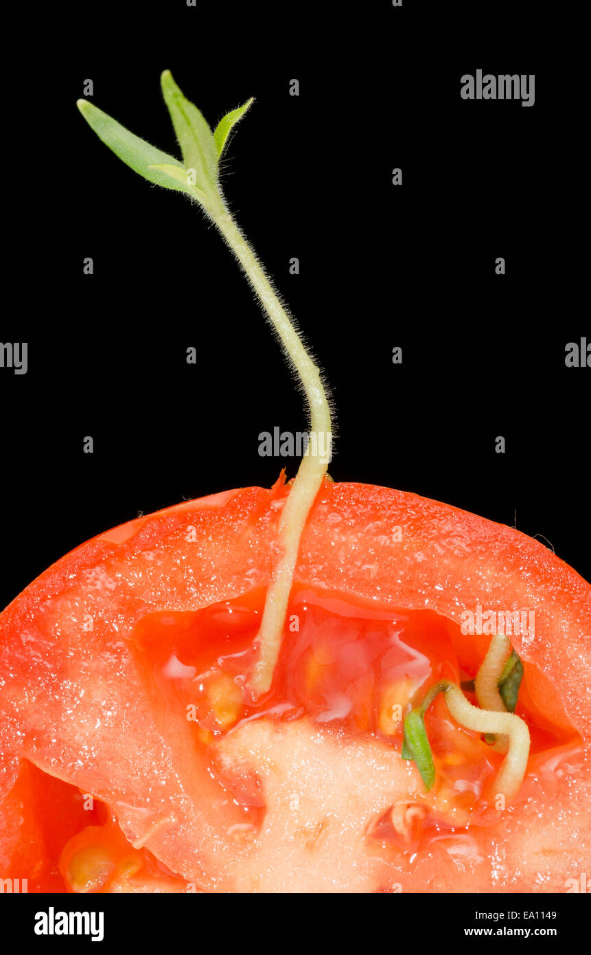 Tomato vivipary seeds germinated inside tomato Stock Photo