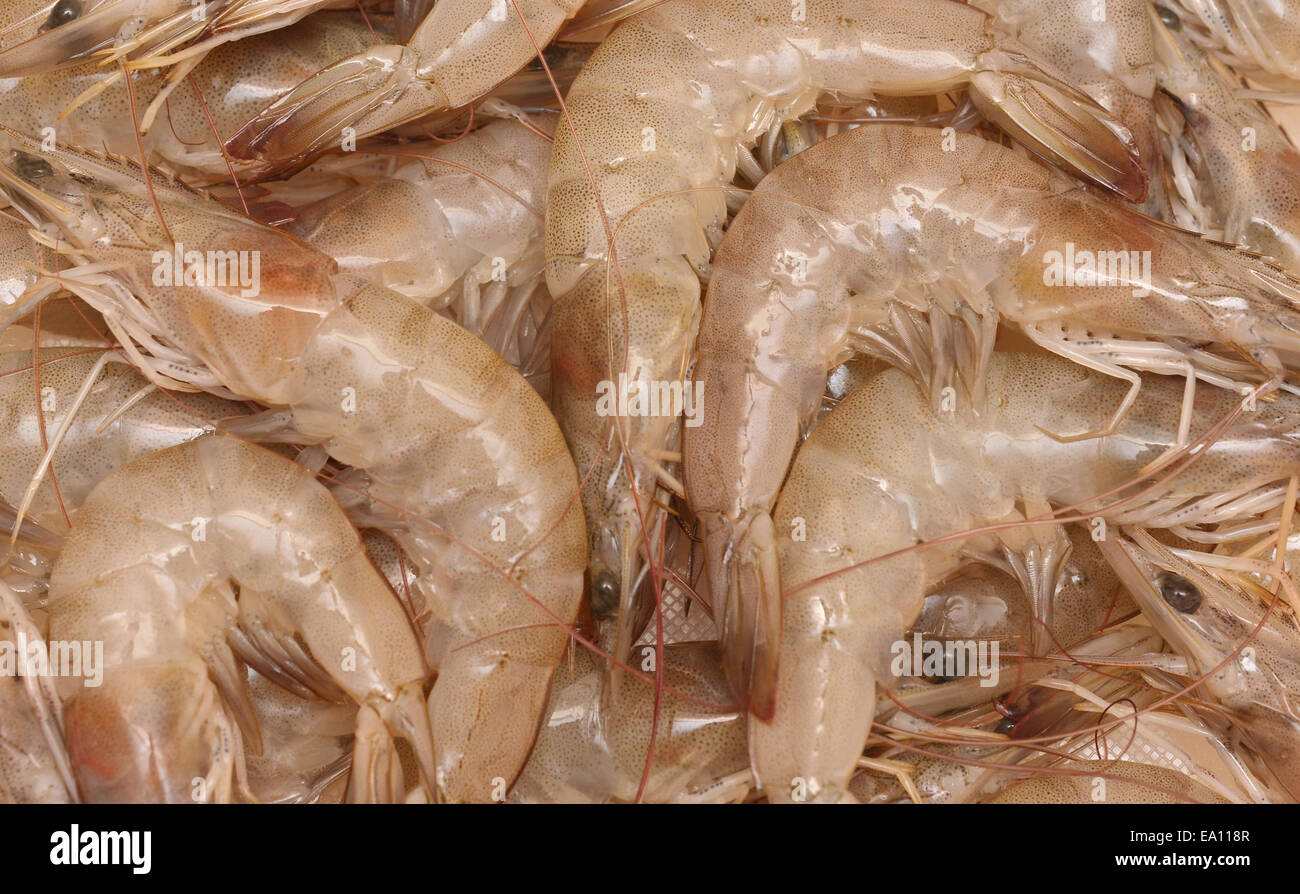 raw shrimps Stock Photo
