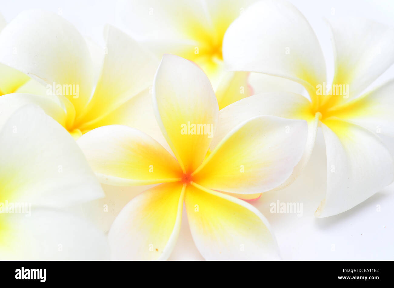 Jasmine aloha hi res stock photography and images Alamy