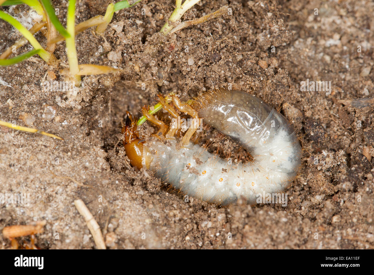 Scarabs, scarab beetle, larva, larvae, grub, Engerling, Käferlarve, Larve, Blatthornkäfer, Scarabaeidae, scarab beetles Stock Photo